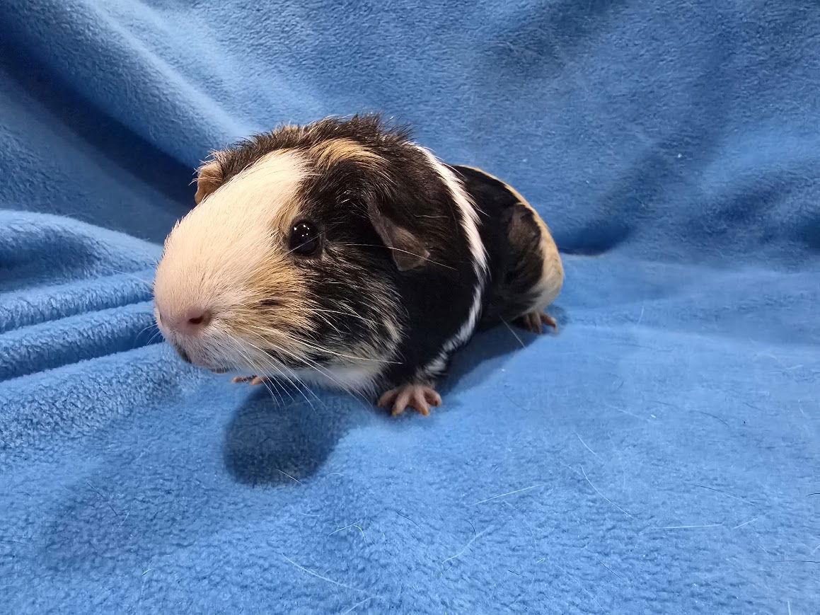 Cleo & Troy, a Adoptable Guinea Pig in Baton Rouge, LA image 1/3