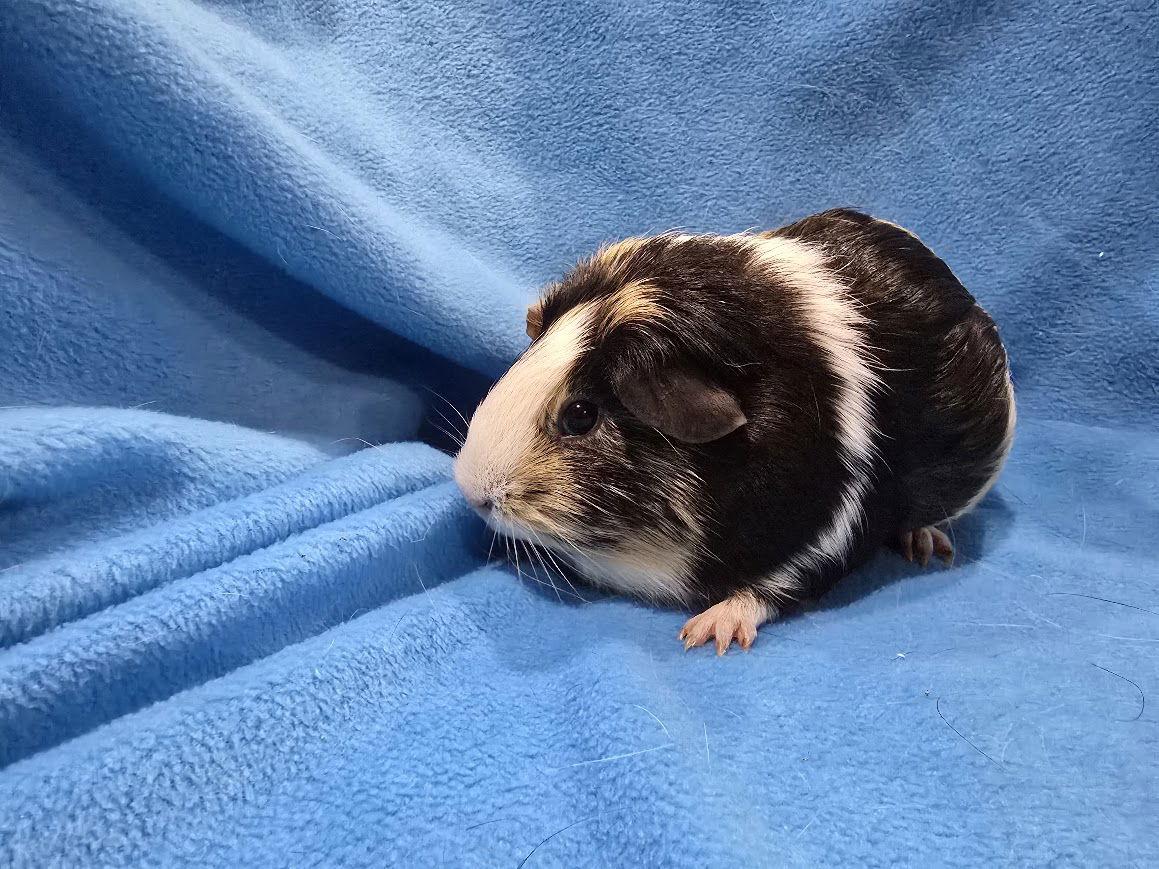 Cleo & Troy, a Adoptable Guinea Pig in Baton Rouge, LA image 2/3