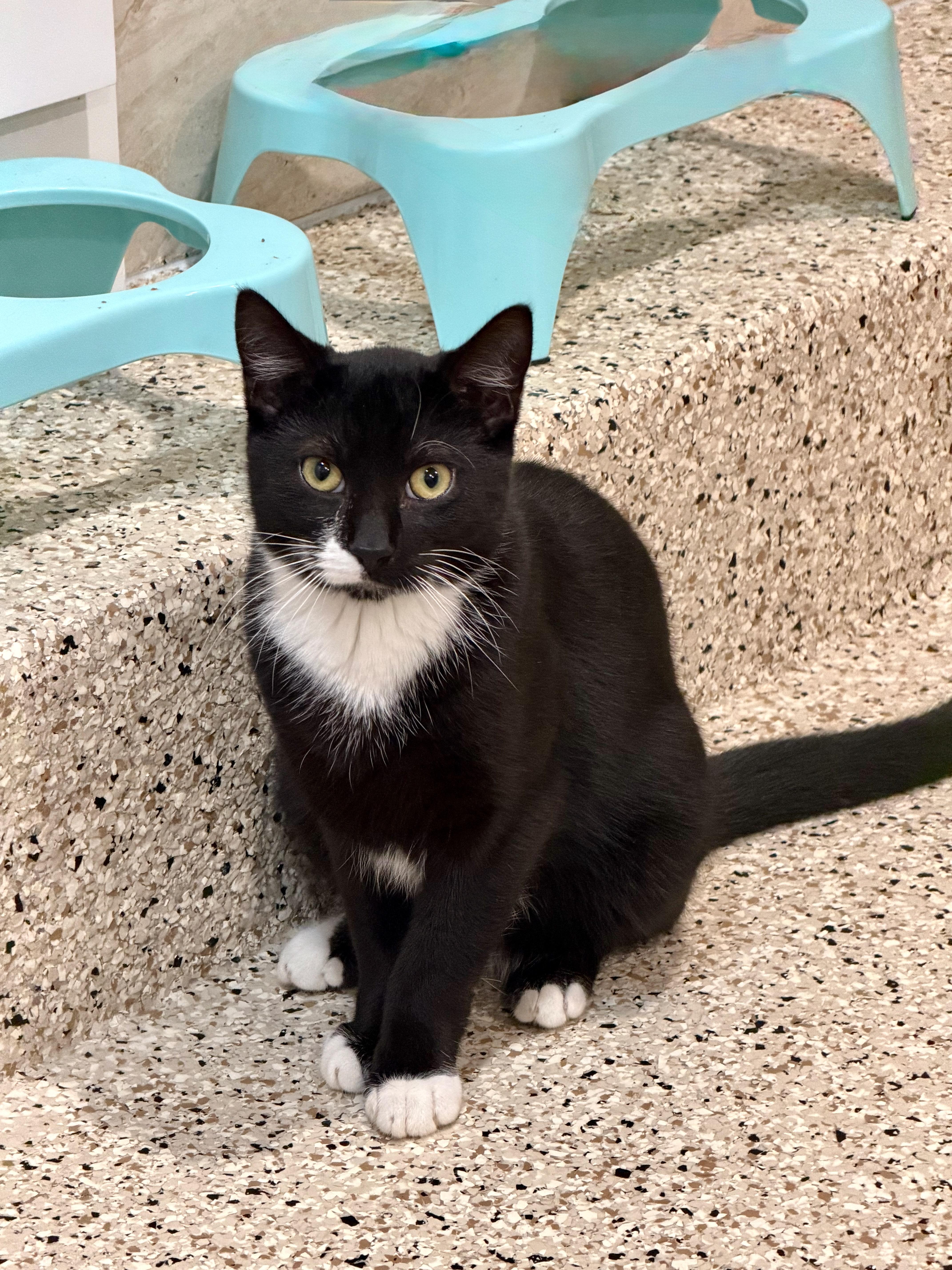 Sebastian, ADOPTABLE, Young Male Domestic Short Hair.