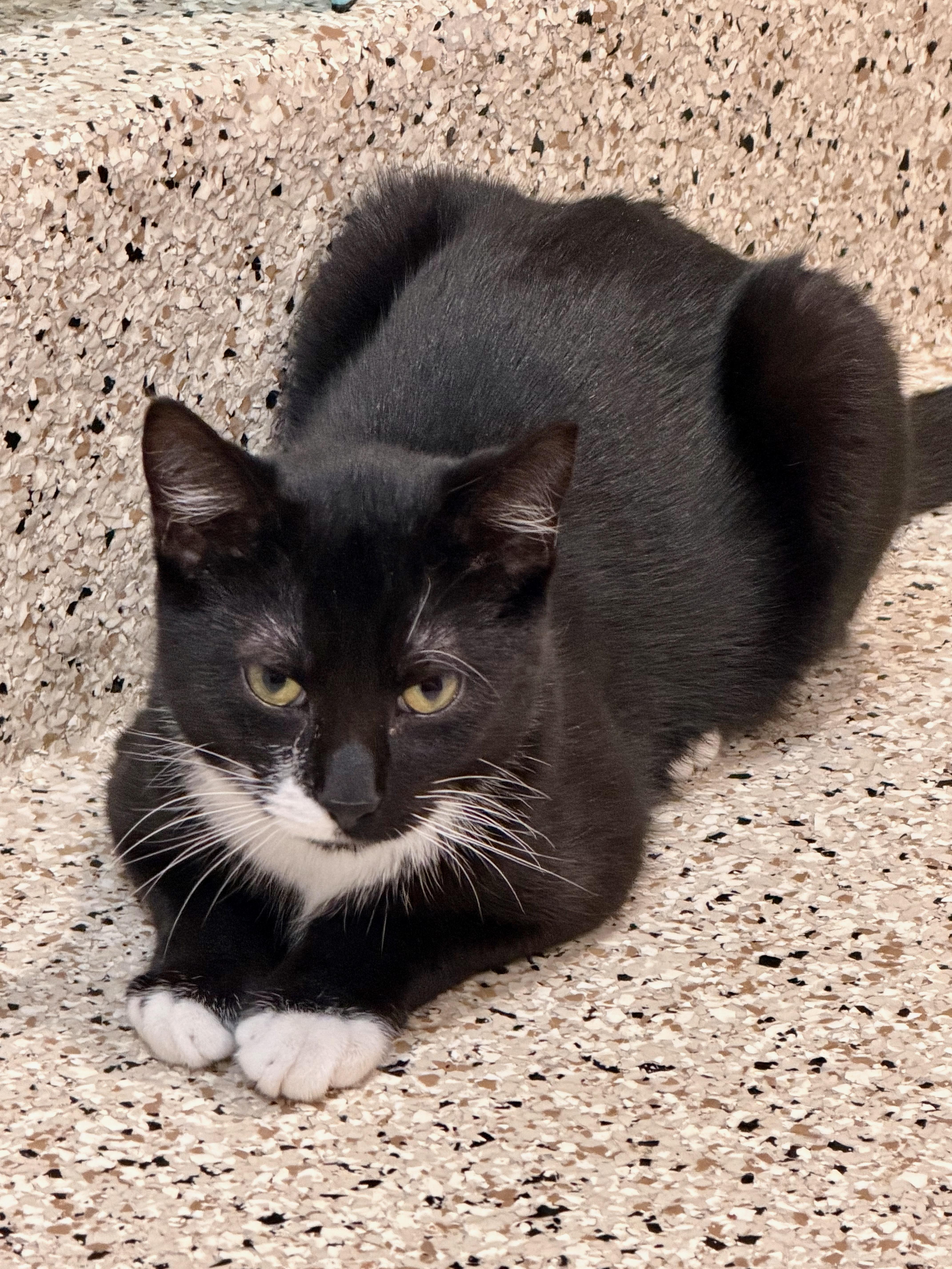 Enlarge Sebastian, a ADOPTABLE Domestic Short Hair in Manhasset, NY image 2/2