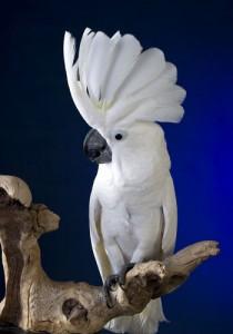 Moppet 32 YO F Umbrella Cockatoo, adopted, Adult Female Cockatoo.