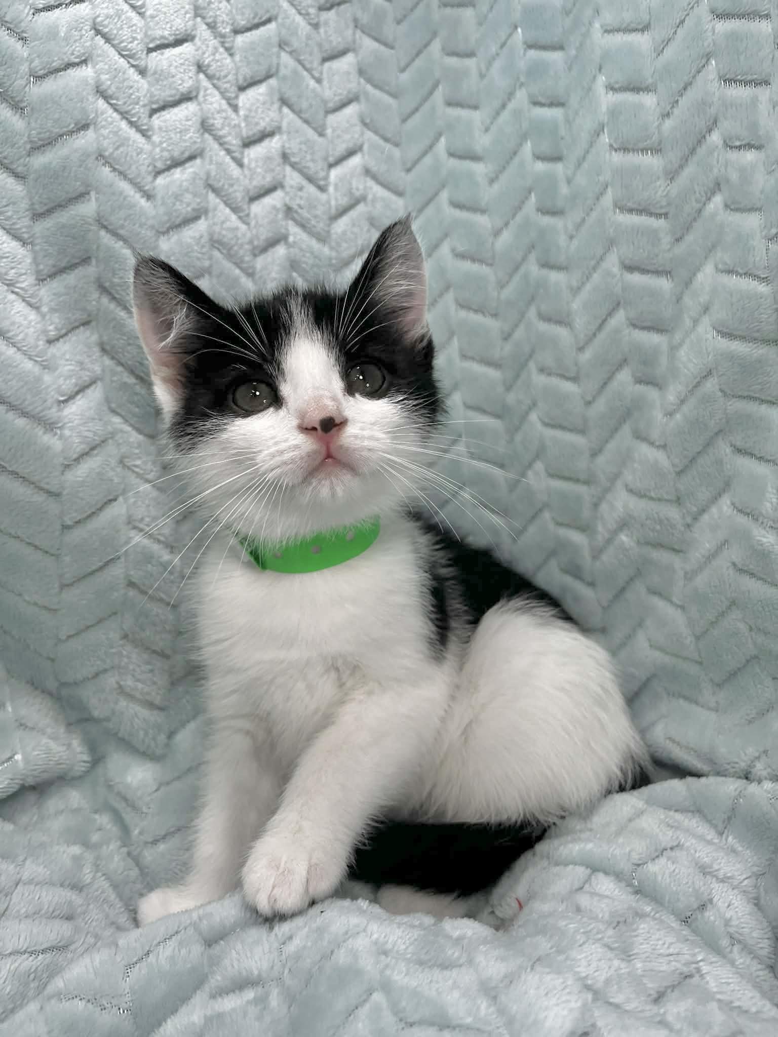 Palmer , an adopted mixed breed in Tavares, FL image 1/2