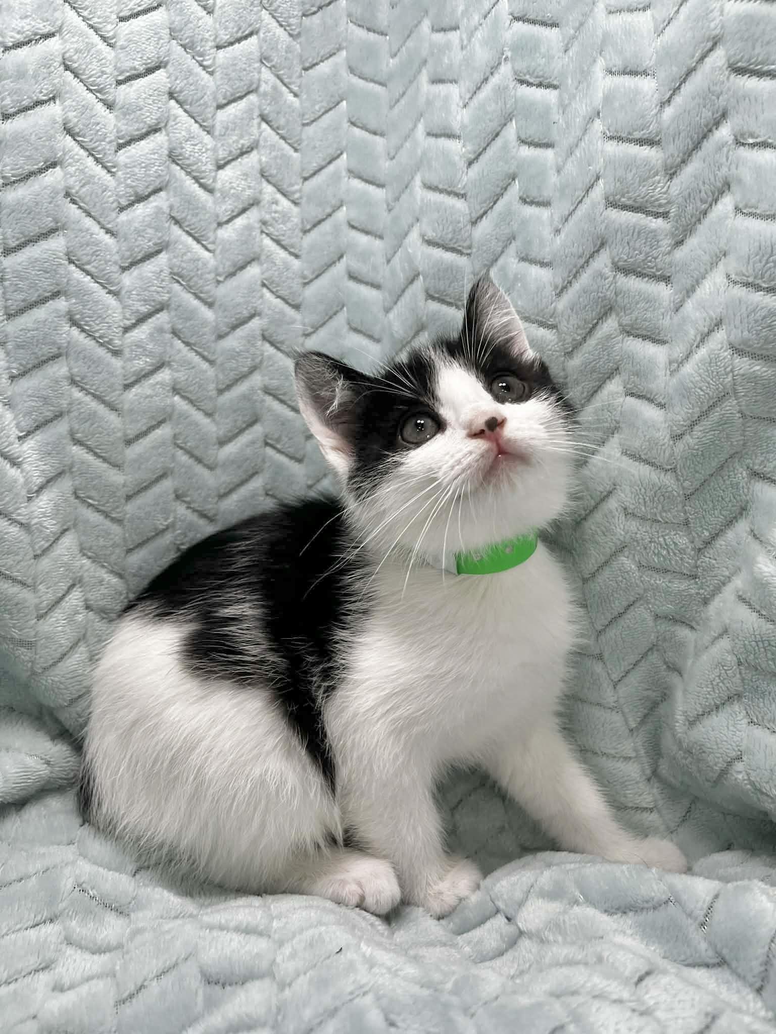 Palmer , an adopted mixed breed in Tavares, FL image 2/2