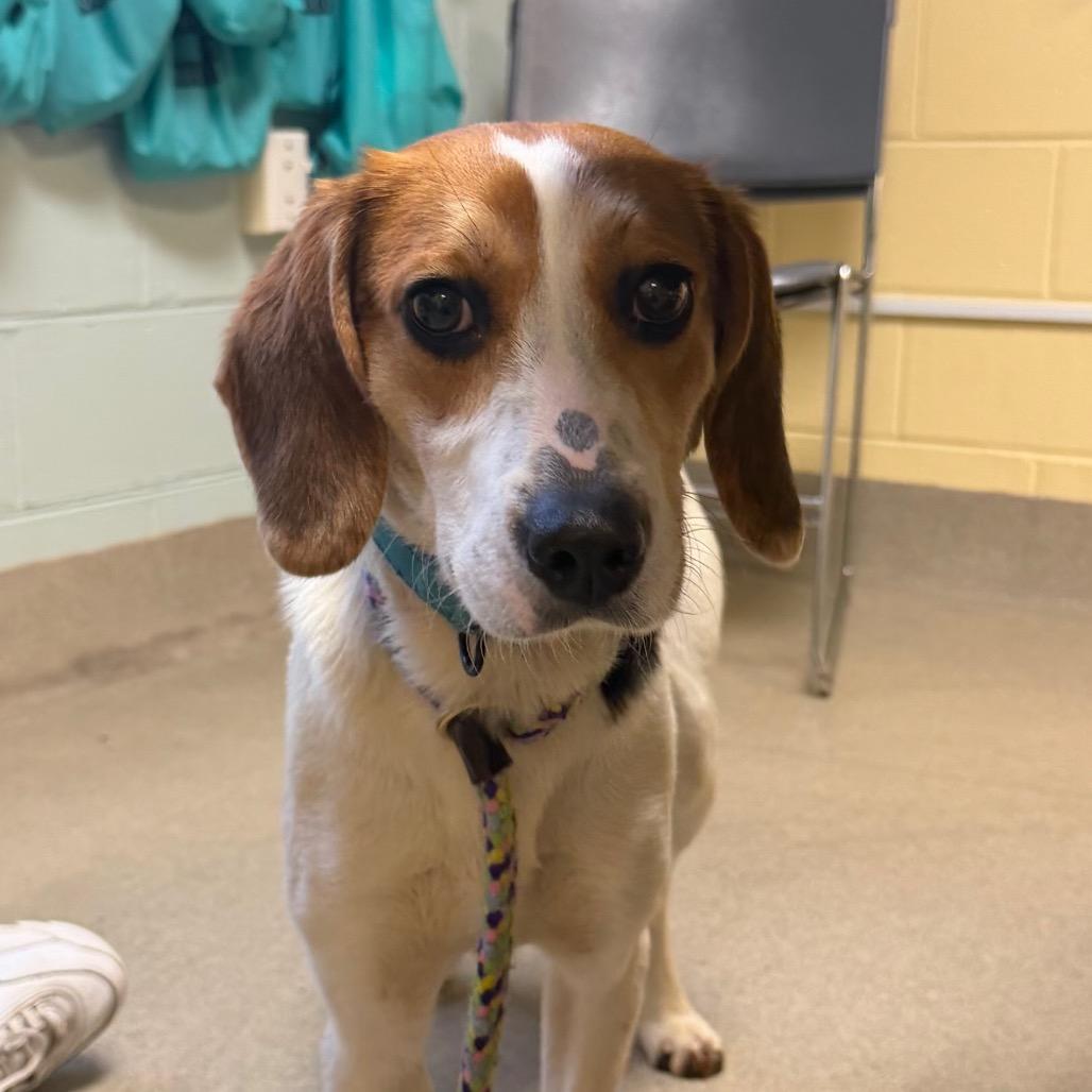 Hatet, Adoptable, Adult Female Mixed Breed.