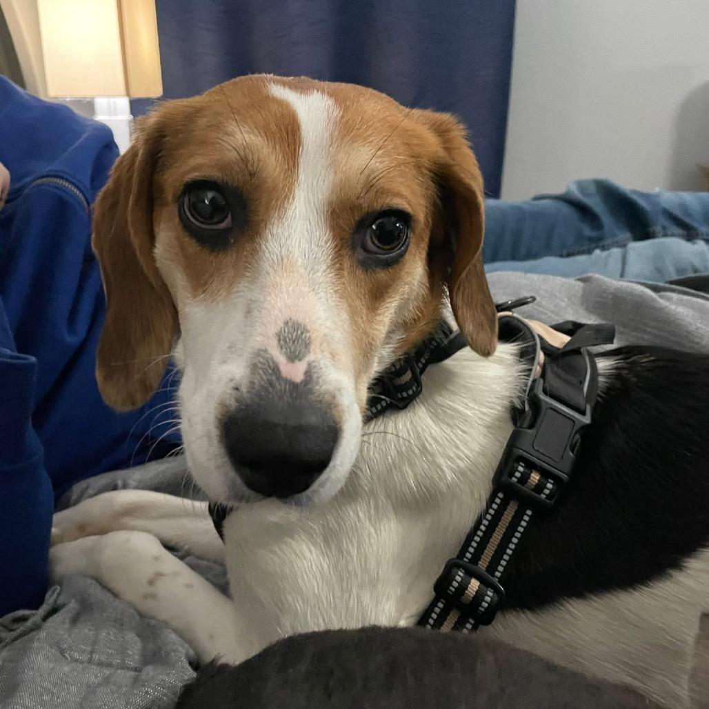 Enlarge Hatet, a Adoptable Mixed Breed in Fredericksburg, VA image 2/6