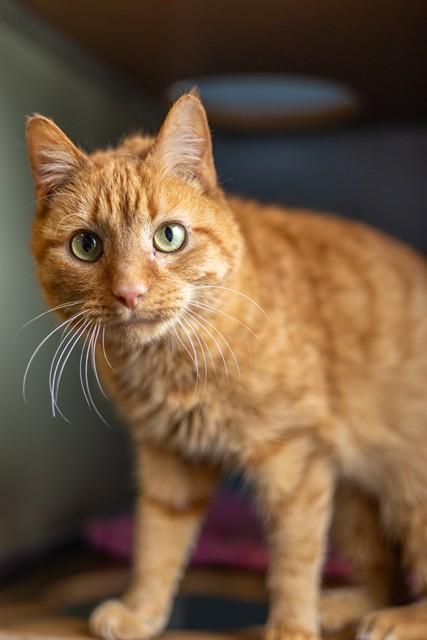 CROOKSHANKS, Adoptable, Adult Male Domestic Short Hair.