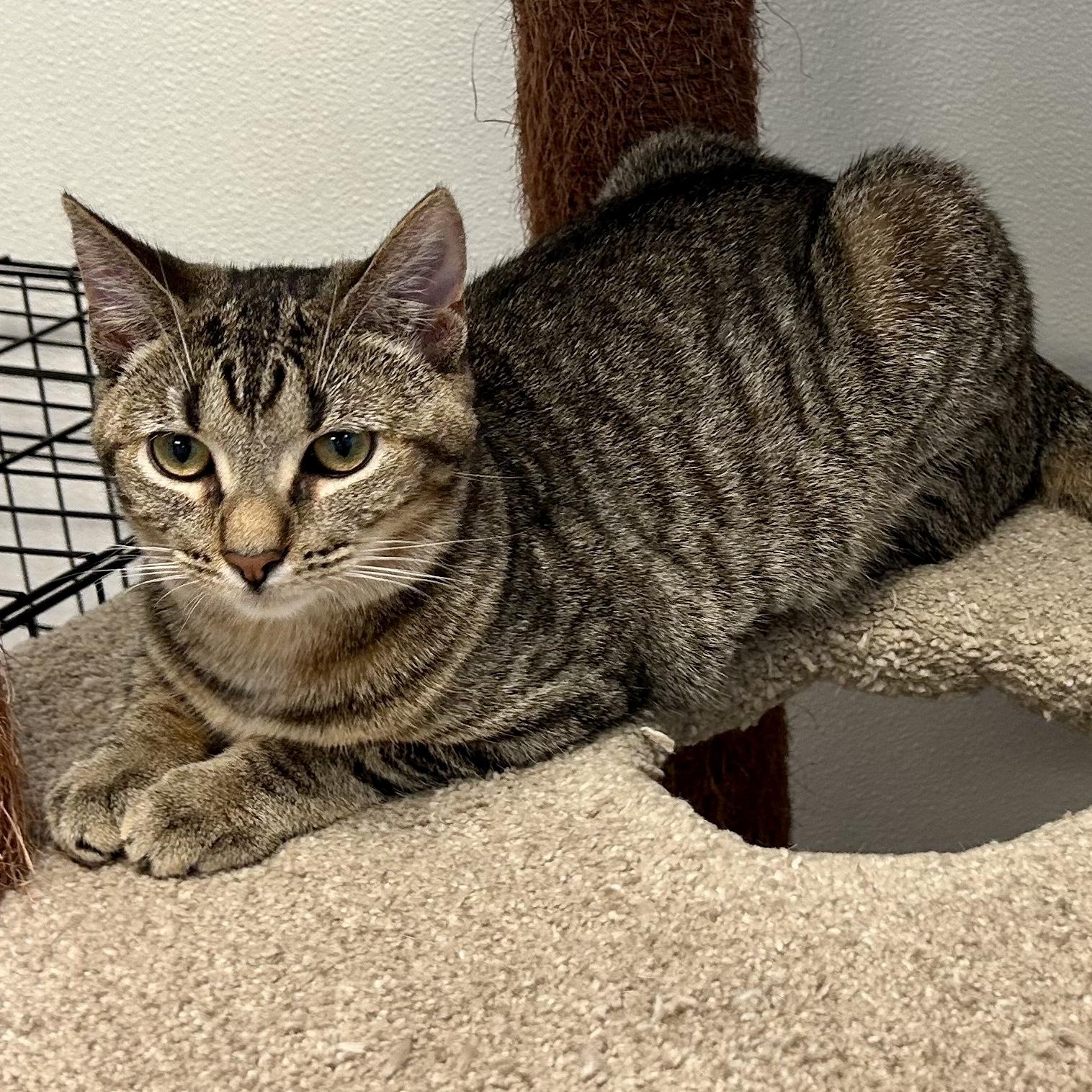 *GUPPY, a Adoptable mixed breed in Wilmington, OH image 3/4