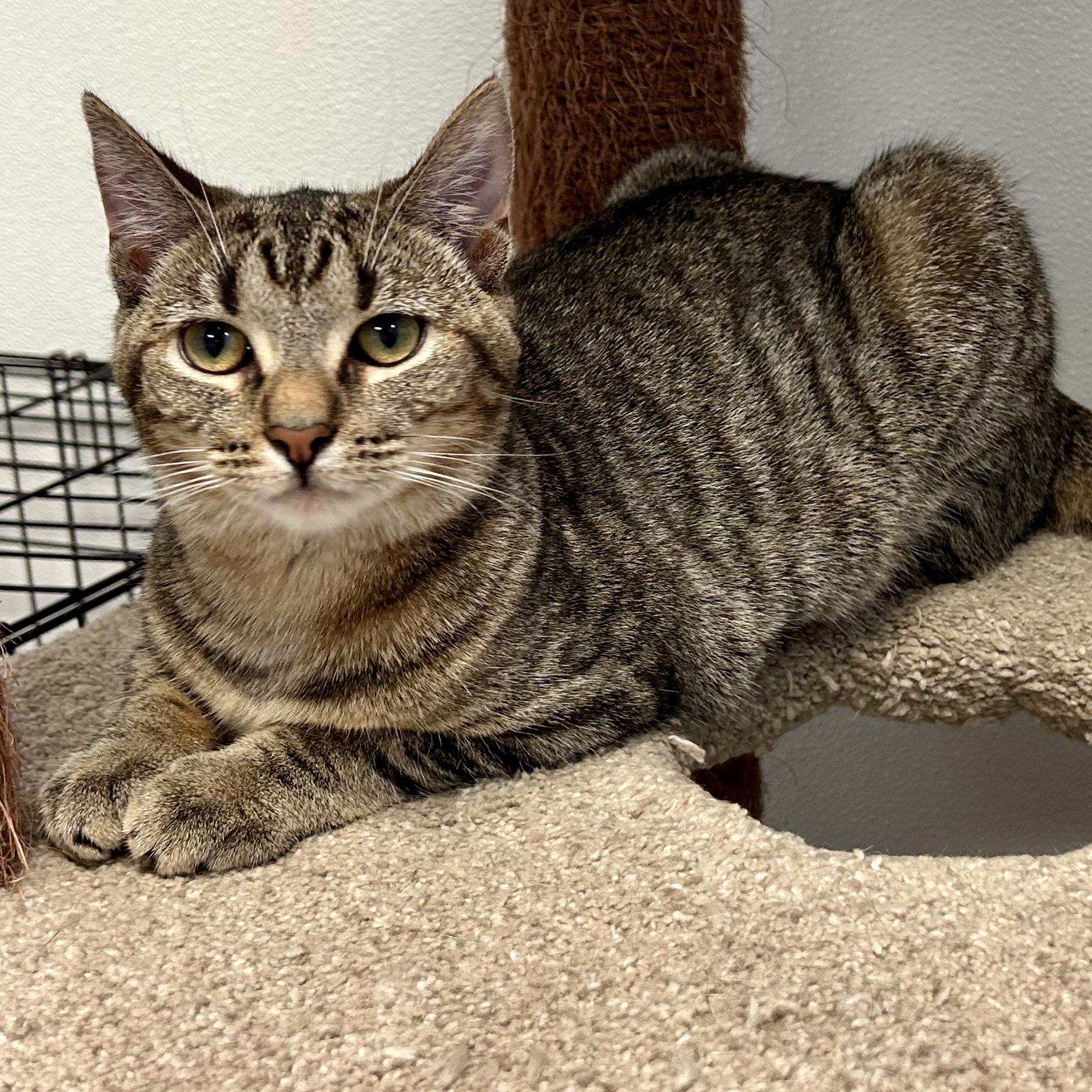 *GUPPY, a Adoptable mixed breed in Wilmington, OH image 2/4