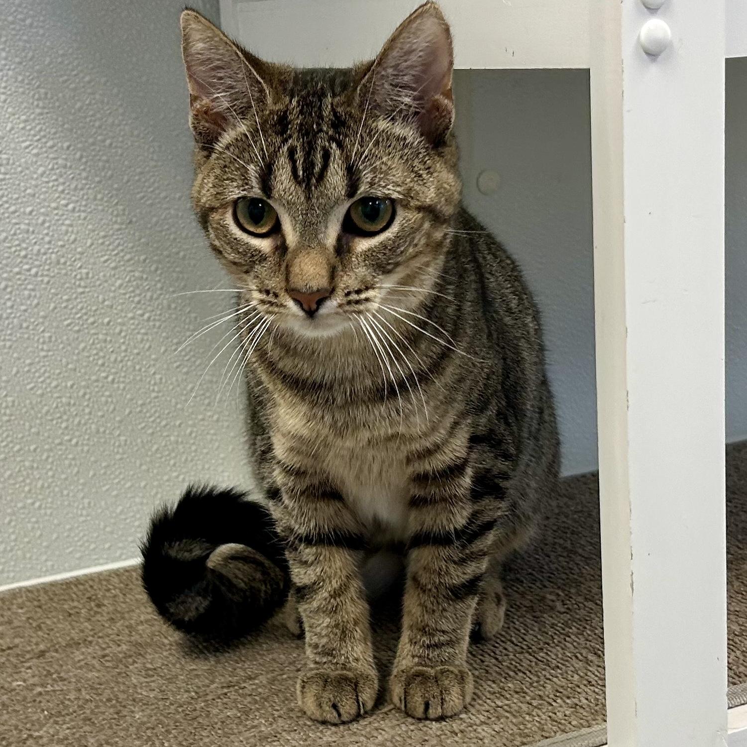 *GUPPY, Adoptable, Young Female Domestic Short Hair & Domestic Medium Hair.