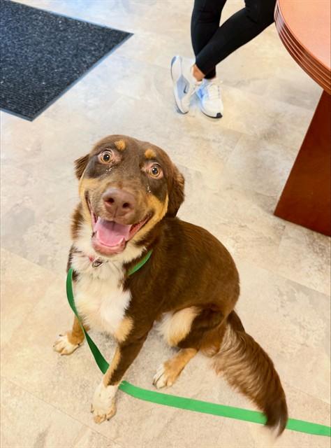 Enlarge BROWNIE, a Adoptable mixed breed in Cookeville, TN image 1/1