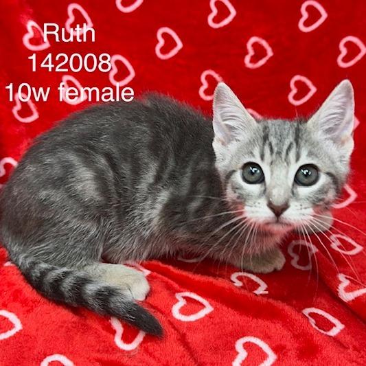 Ruth, Adoptable, Kitten Female Domestic Short Hair.