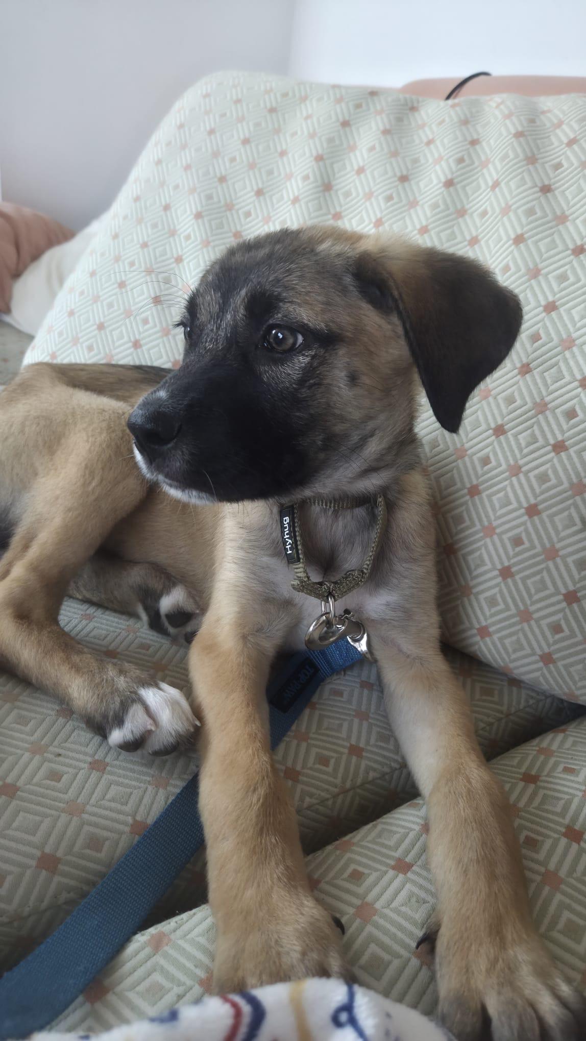 Enlarge Pearl, a ADOPTABLE mixed breed in Newmarket, ON image 2/6