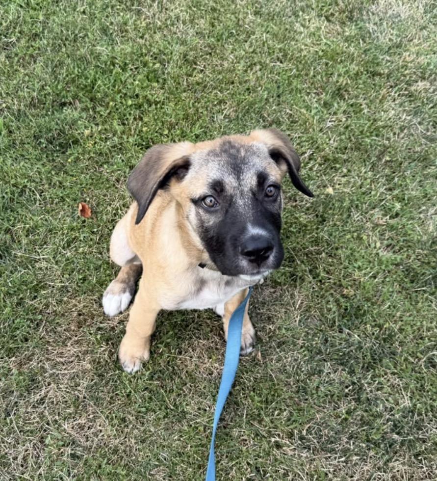 Pearl, ADOPTABLE, Puppy Female Labrador Retriever & German Shepherd Dog.