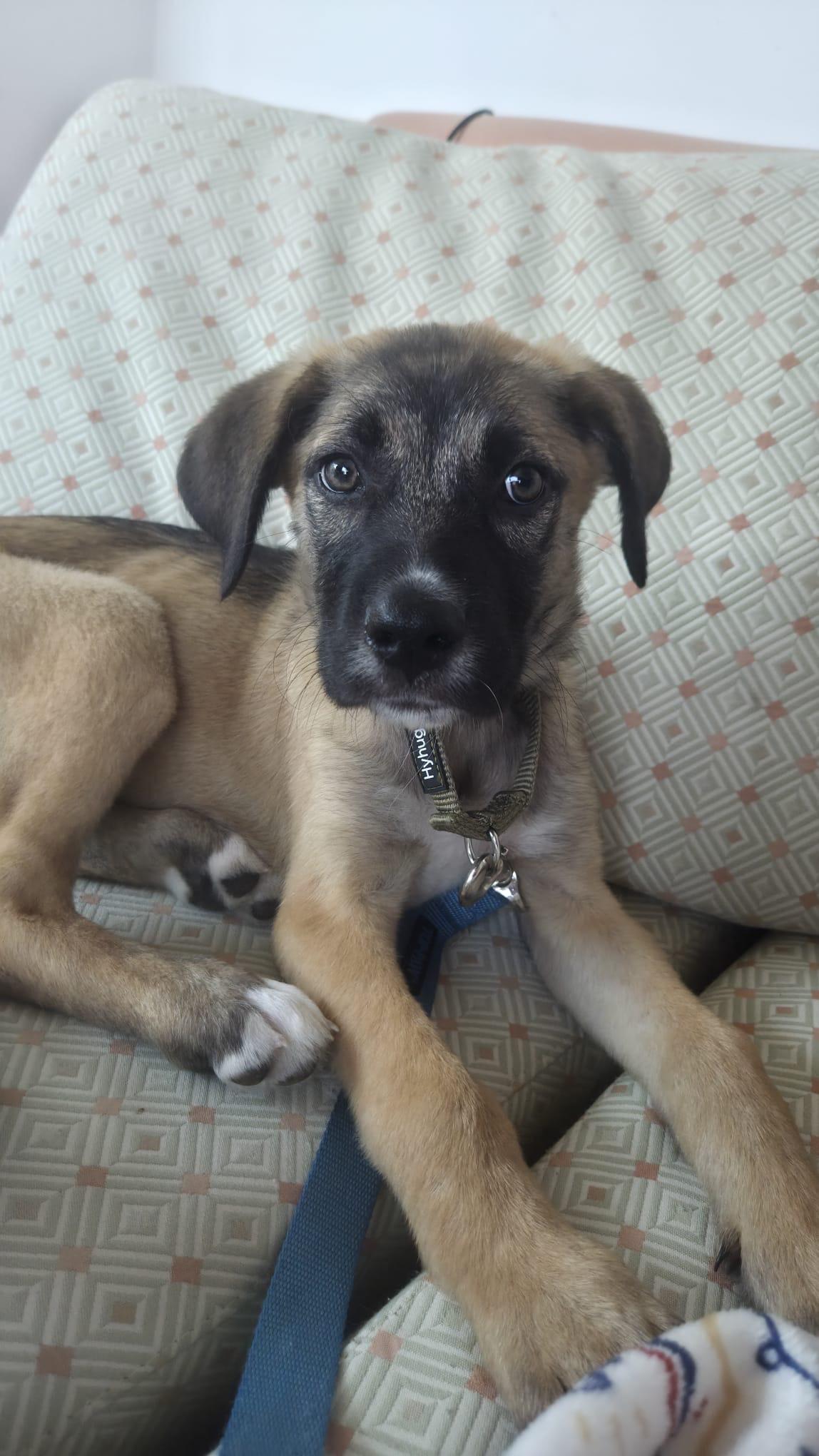 Enlarge Pearl, a ADOPTABLE mixed breed in Newmarket, ON image 3/6