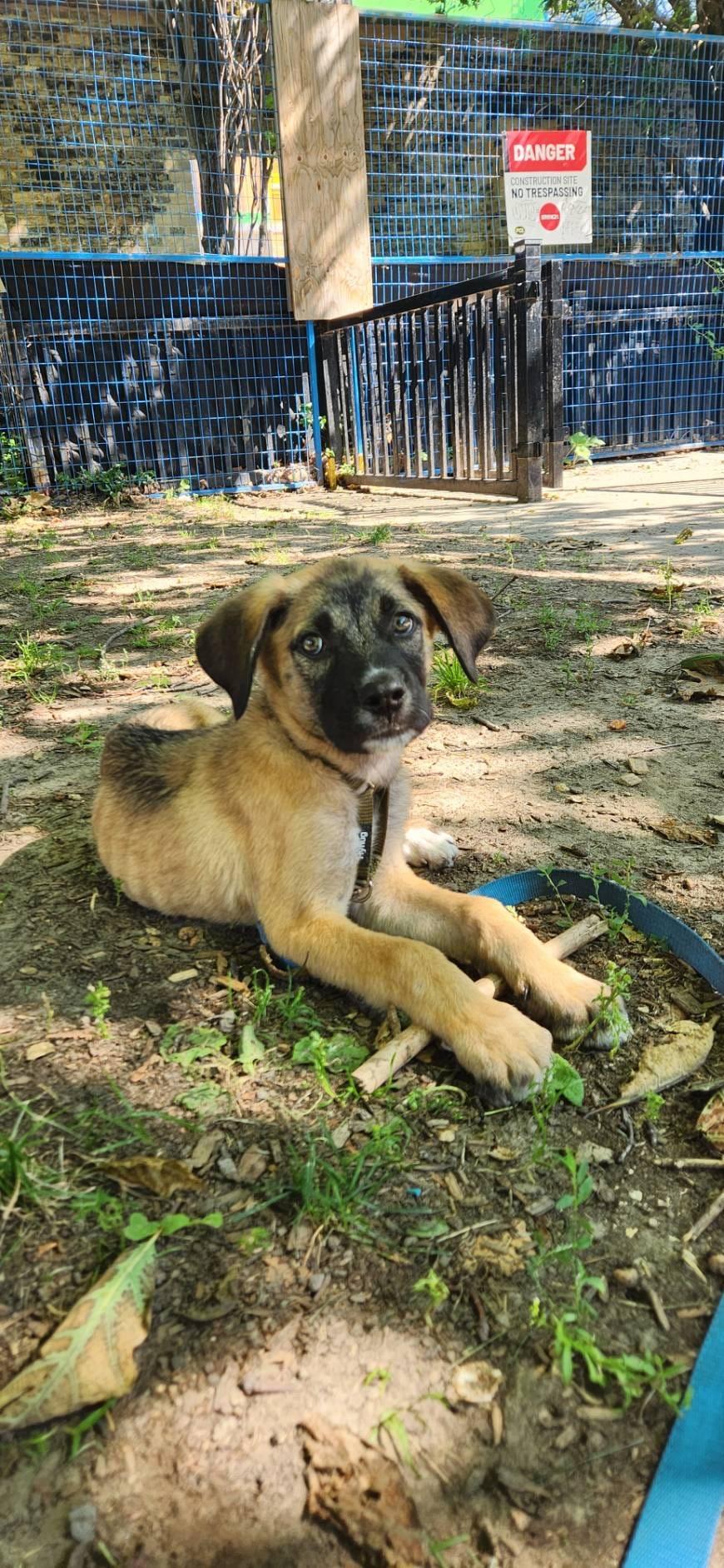 Enlarge Pearl, a ADOPTABLE mixed breed in Newmarket, ON image 6/6