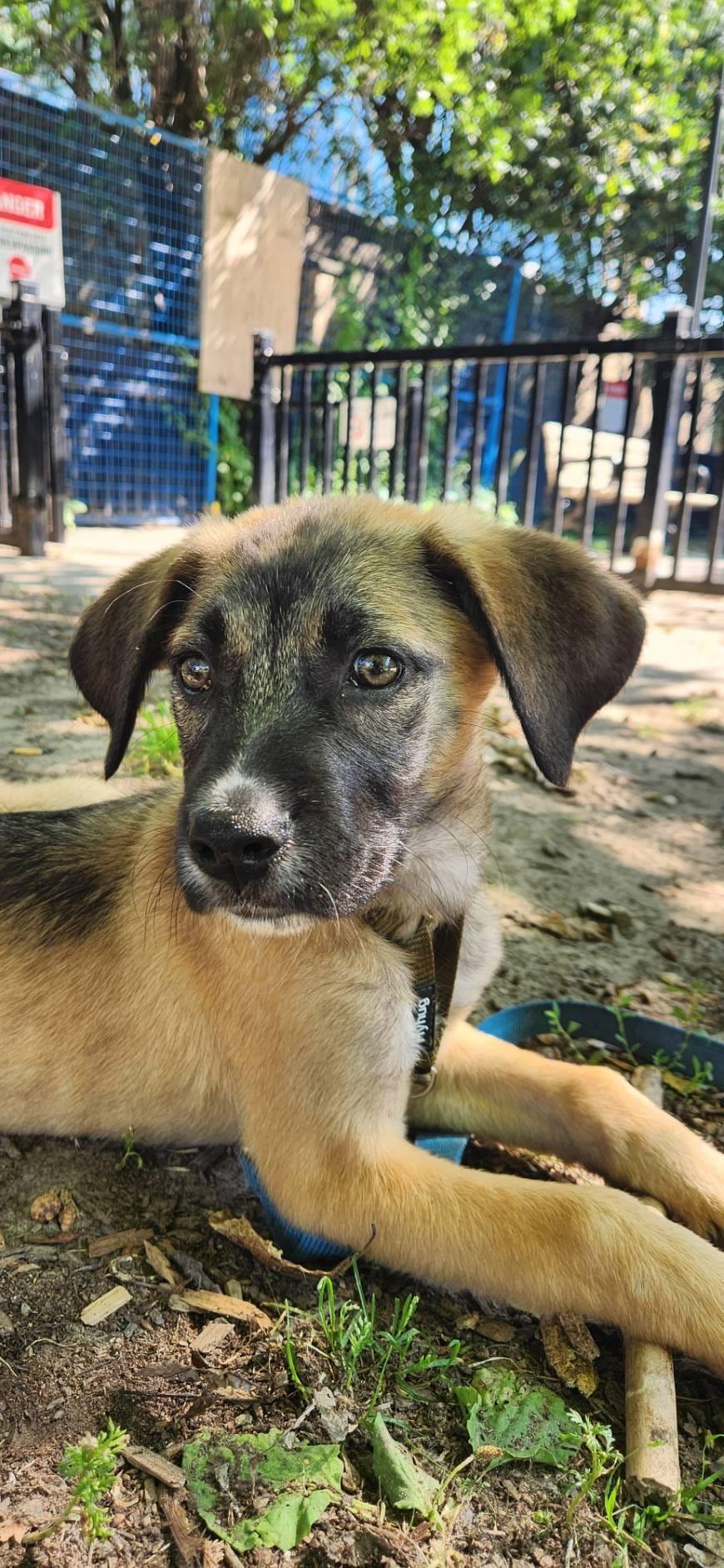 Enlarge Pearl, a ADOPTABLE mixed breed in Newmarket, ON image 5/6
