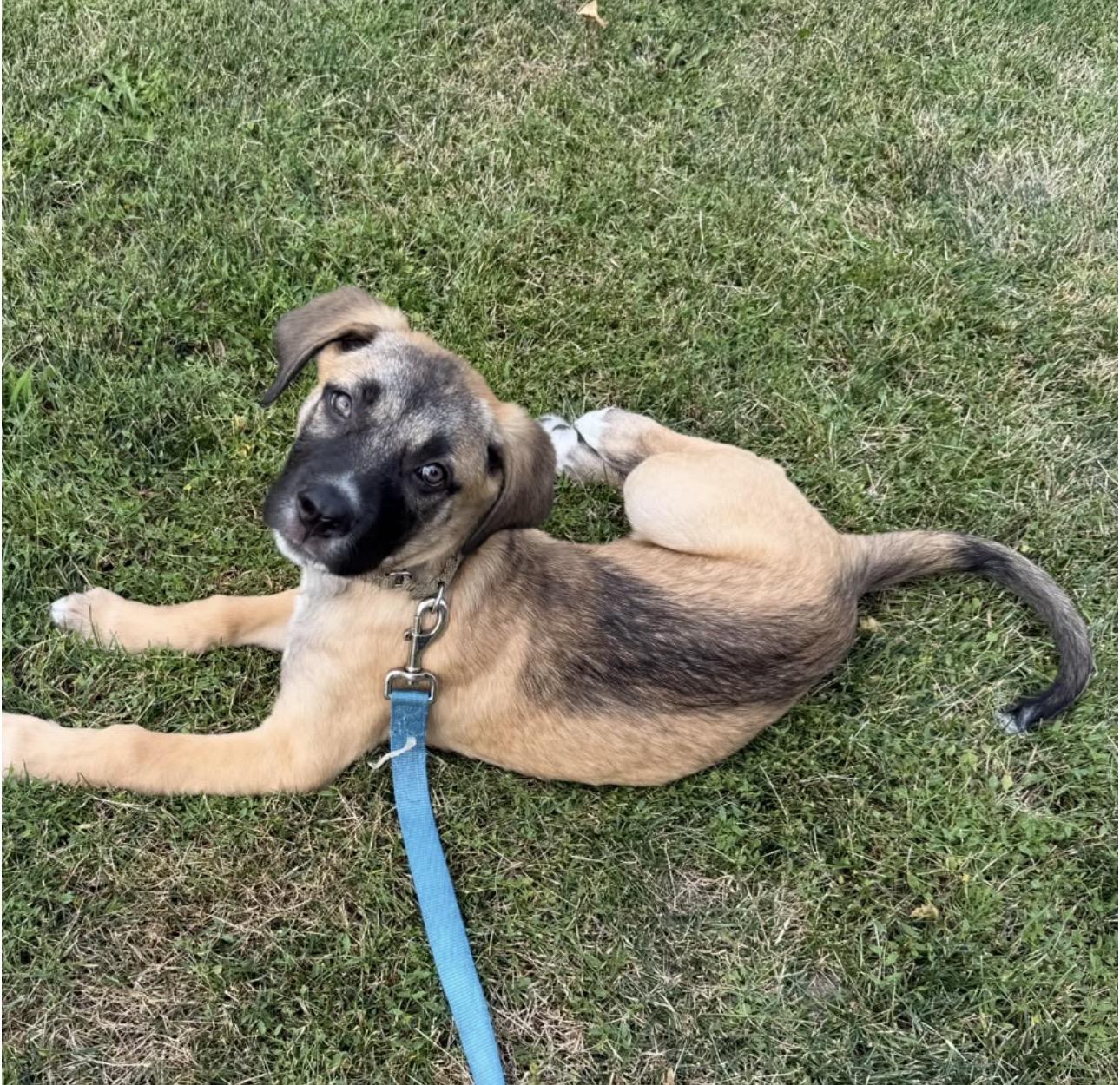 Enlarge Pearl, a ADOPTABLE mixed breed in Newmarket, ON image 4/6