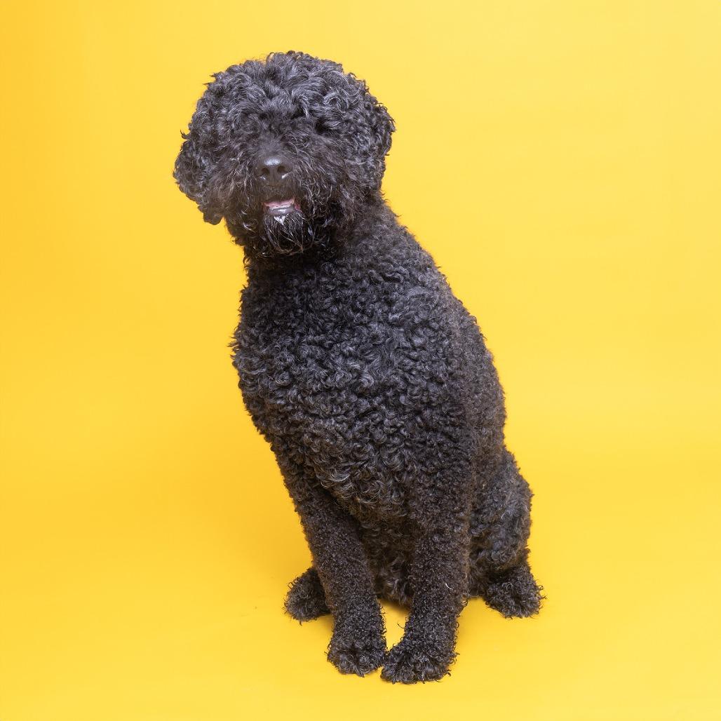 Bam, Adoptable, Adult Male Mixed Breed.