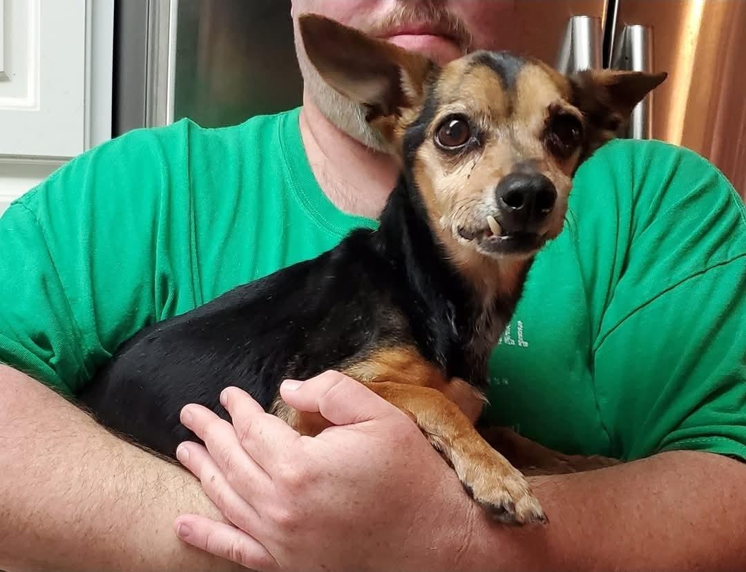 Enlarge Rambi, a Adoptable Chihuahua in Kinsey, AL image 1/1