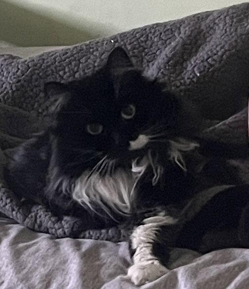 Enlarge Molly, a Adoptable Domestic Long Hair in O'Fallon, MO image 1/3