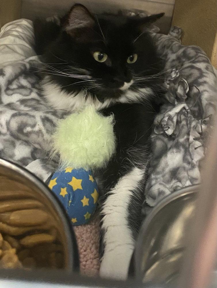 Enlarge Molly, a Adoptable Domestic Long Hair in O'Fallon, MO image 2/3