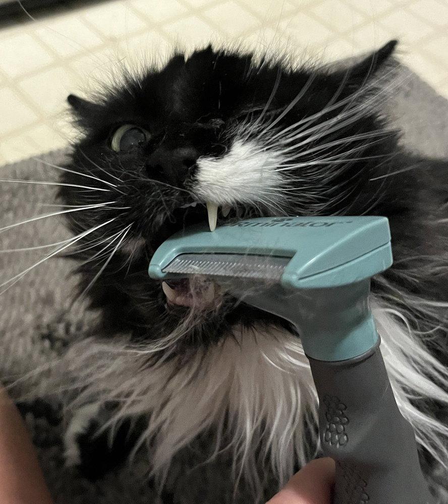 Enlarge Molly, a Adoptable Domestic Long Hair in O'Fallon, MO image 3/3