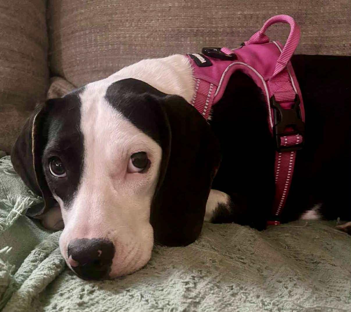 Sweetpea, a Adopted mixed breed in Montpelier, VT image 1/3