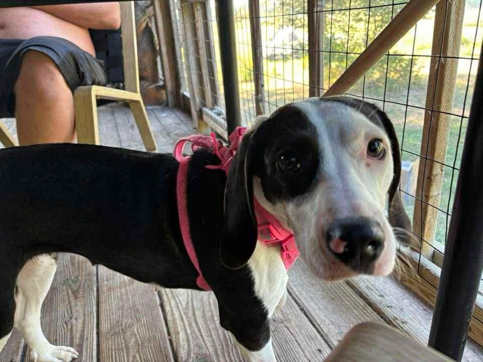 Sweetpea, a Adopted mixed breed in Montpelier, VT image 2/3