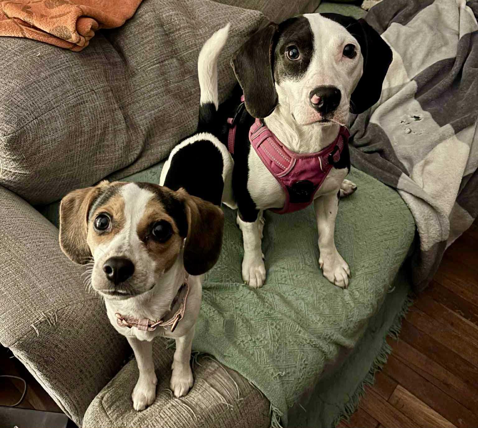 Sweetpea, a Adopted mixed breed in Montpelier, VT image 3/3