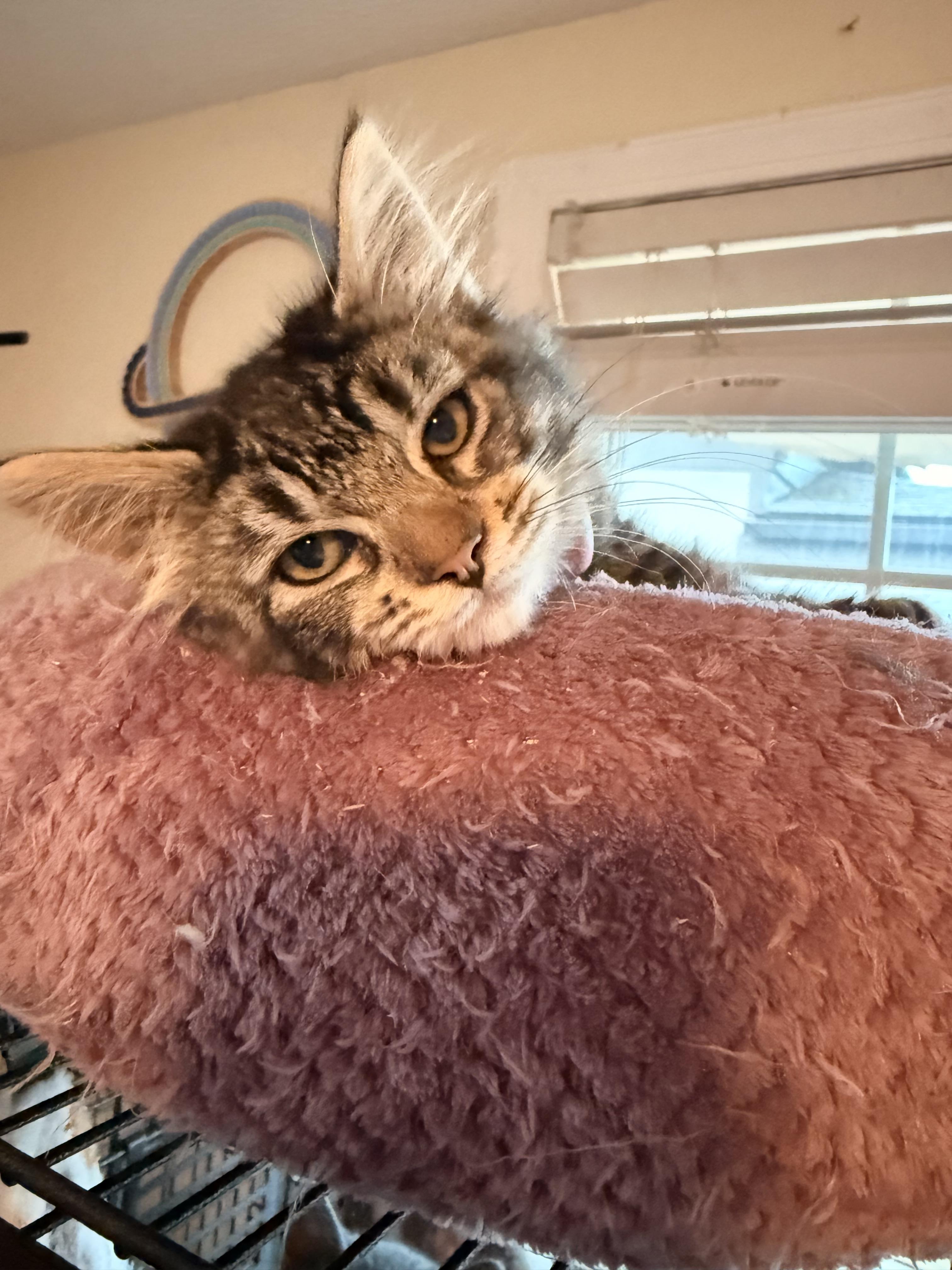 Coconut(coco), adopted, Kitten Female Domestic Medium Hair.