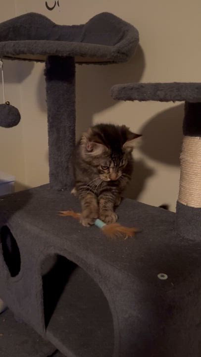 Enlarge Coconut(coco), an adopted Domestic Medium Hair in The Dalles, OR video 2/5