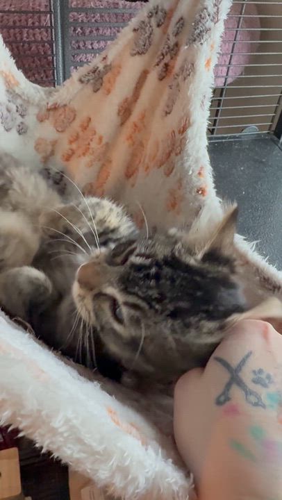 Enlarge Coconut(coco), an adopted Domestic Medium Hair in The Dalles, OR video 4/5