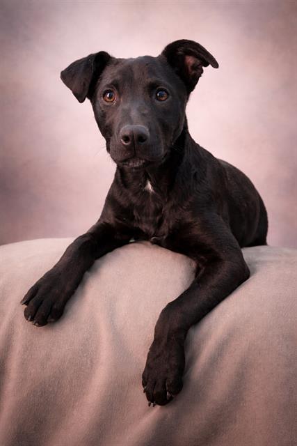 CLEOPATRA, Adoptable, Puppy Female German Shepherd Dog.