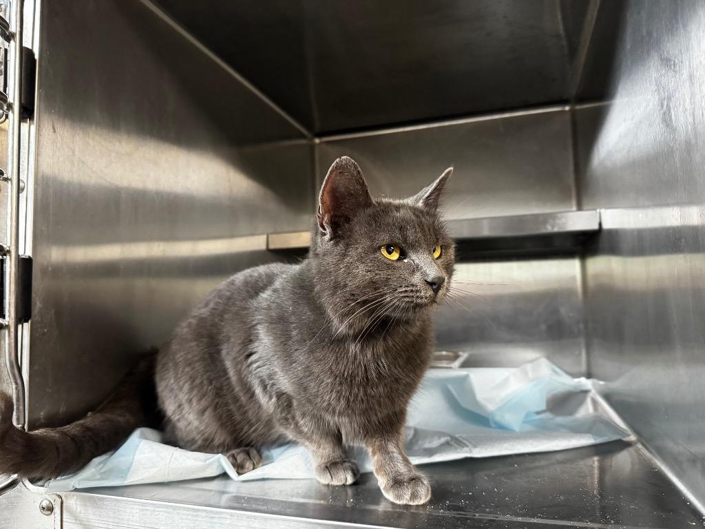 Smok, Adopted, Adult Male Domestic Short Hair.