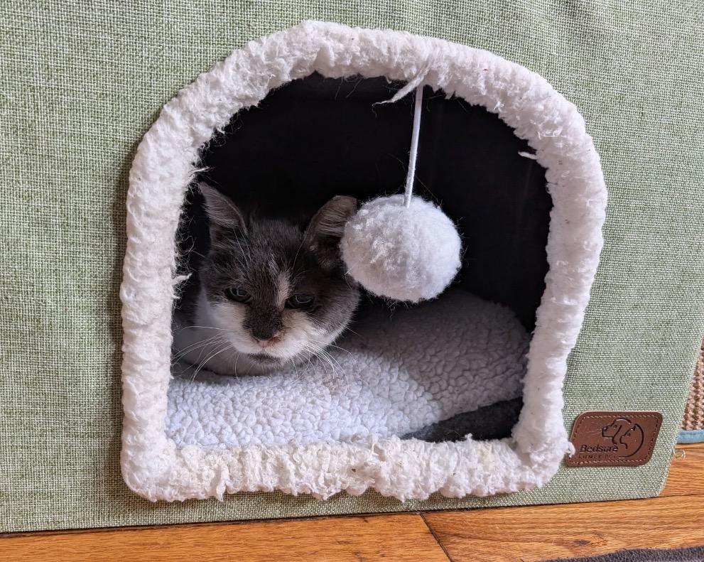 Enlarge Piggly Wiggly, a ADOPTABLE Domestic Short Hair in Alexandria, VA image 4/6