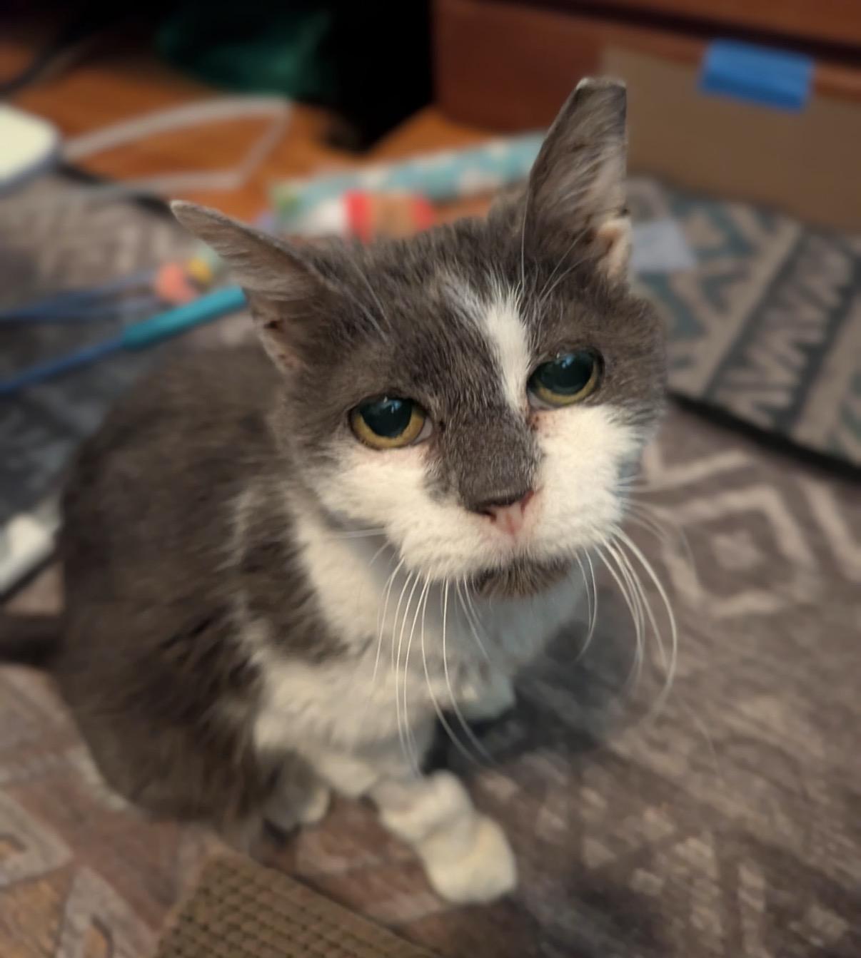 Enlarge Piggly Wiggly, a ADOPTABLE Domestic Short Hair in Alexandria, VA image 6/6