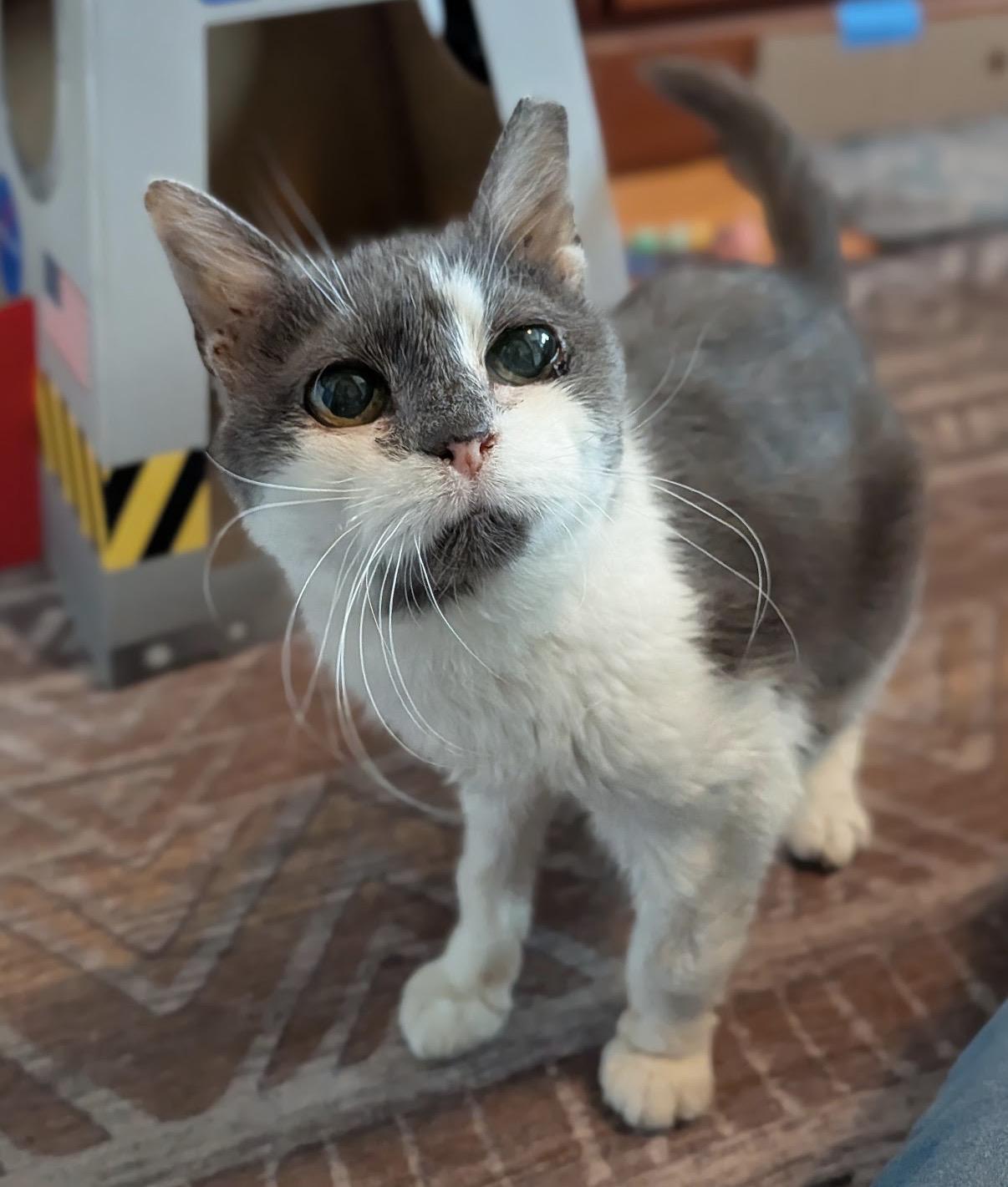 Piggly Wiggly, ADOPTABLE, Senior Female Domestic Short Hair.