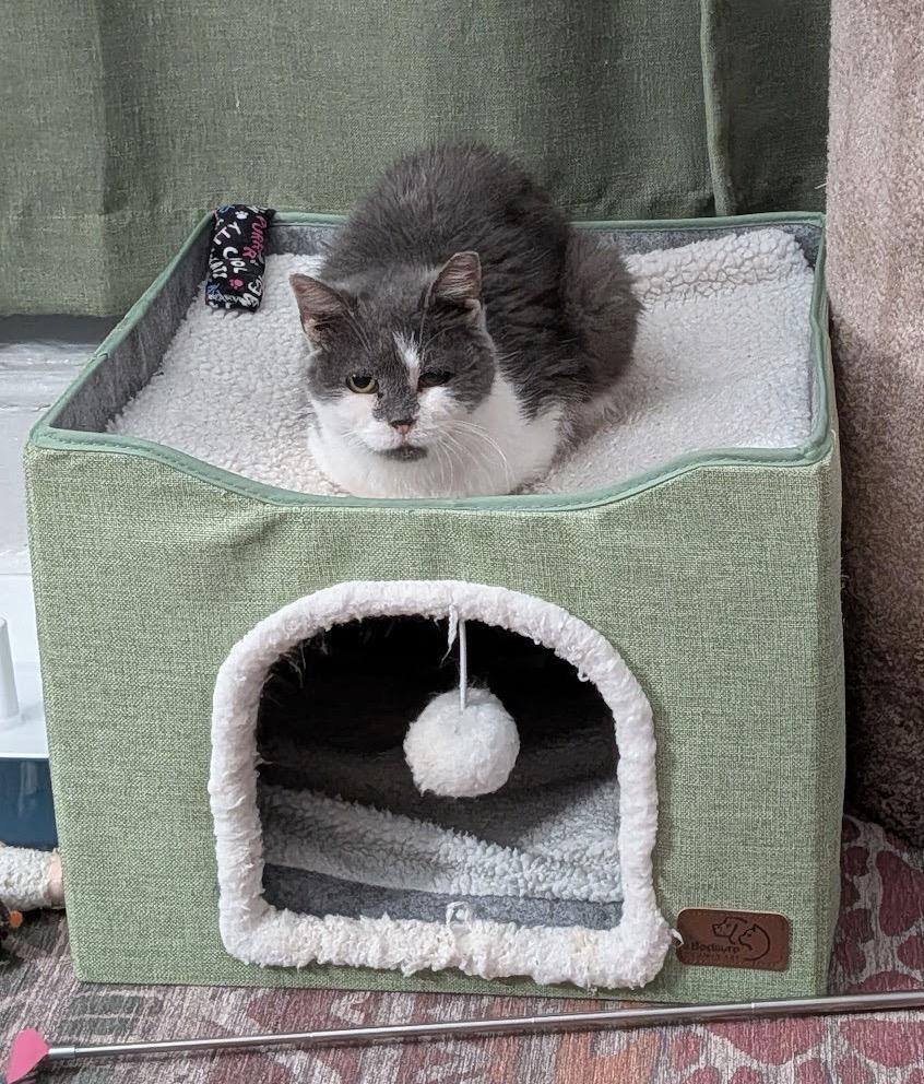 Enlarge Piggly Wiggly, a ADOPTABLE Domestic Short Hair in Alexandria, VA image 5/6