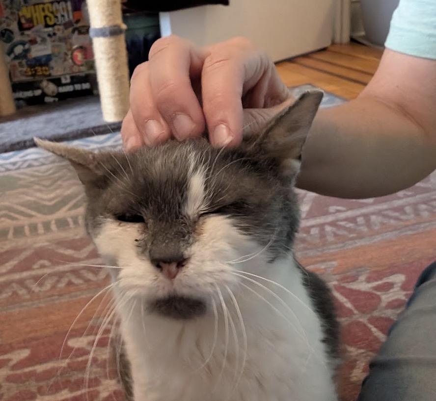 Enlarge Piggly Wiggly, a ADOPTABLE Domestic Short Hair in Alexandria, VA image 3/6