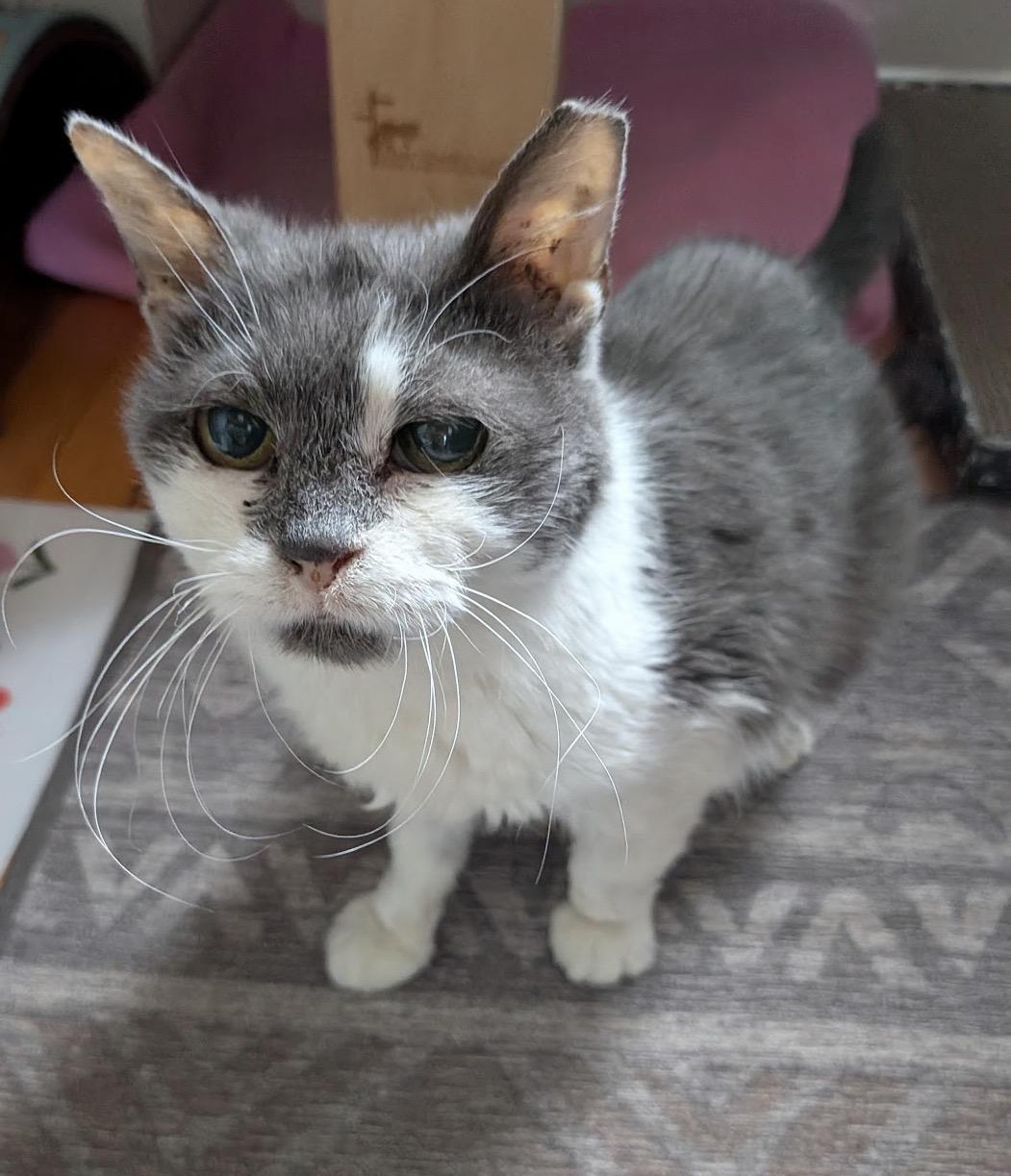 Enlarge Piggly Wiggly, a ADOPTABLE Domestic Short Hair in Alexandria, VA image 2/6