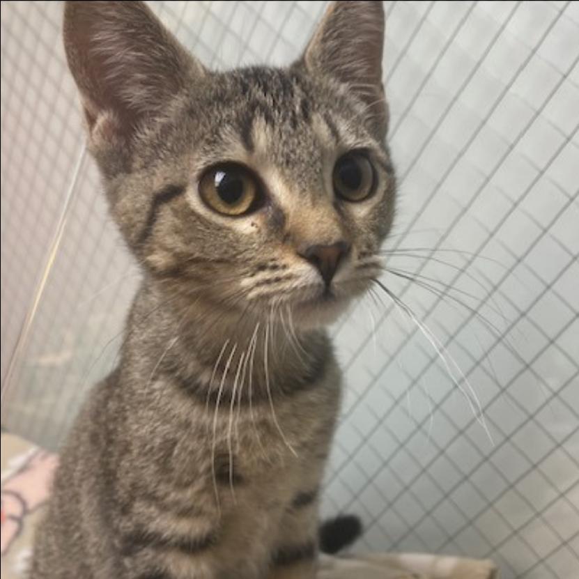 Polly, Adoptable, Young Female Domestic Short Hair.