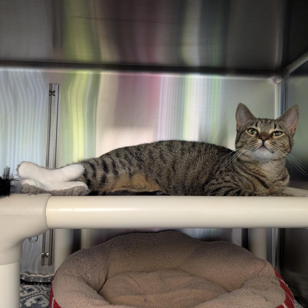 Enlarge Polly, a Adoptable Domestic Short Hair in Emporia, KS image 2/5