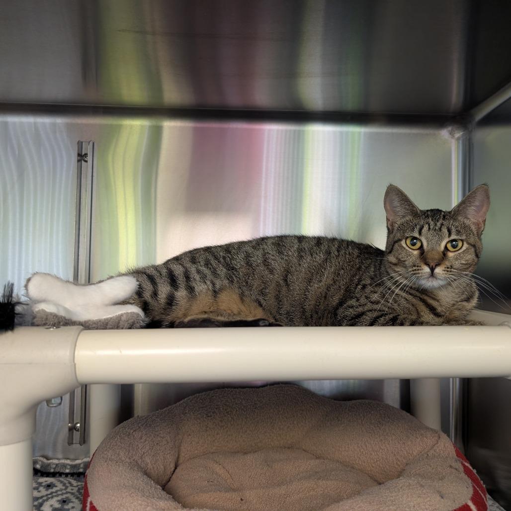 Enlarge Polly, a Adoptable Domestic Short Hair in Emporia, KS image 3/5