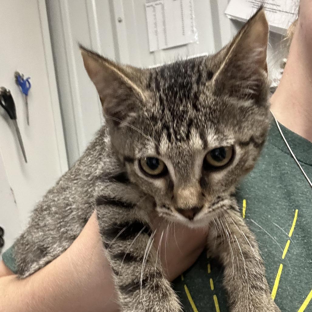 Enlarge Polly, a Adoptable Domestic Short Hair in Emporia, KS image 4/5