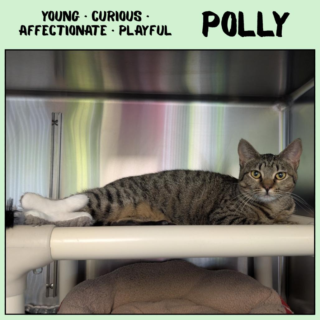 Enlarge Polly, a Adoptable Domestic Short Hair in Emporia, KS image 5/5