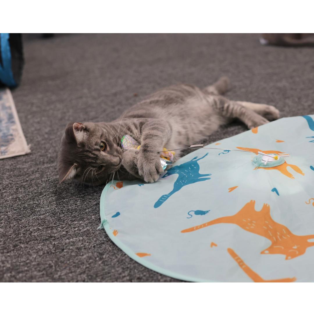 Enlarge Brady, a Adoptable mixed breed in Morgan Hill, CA image 3/6