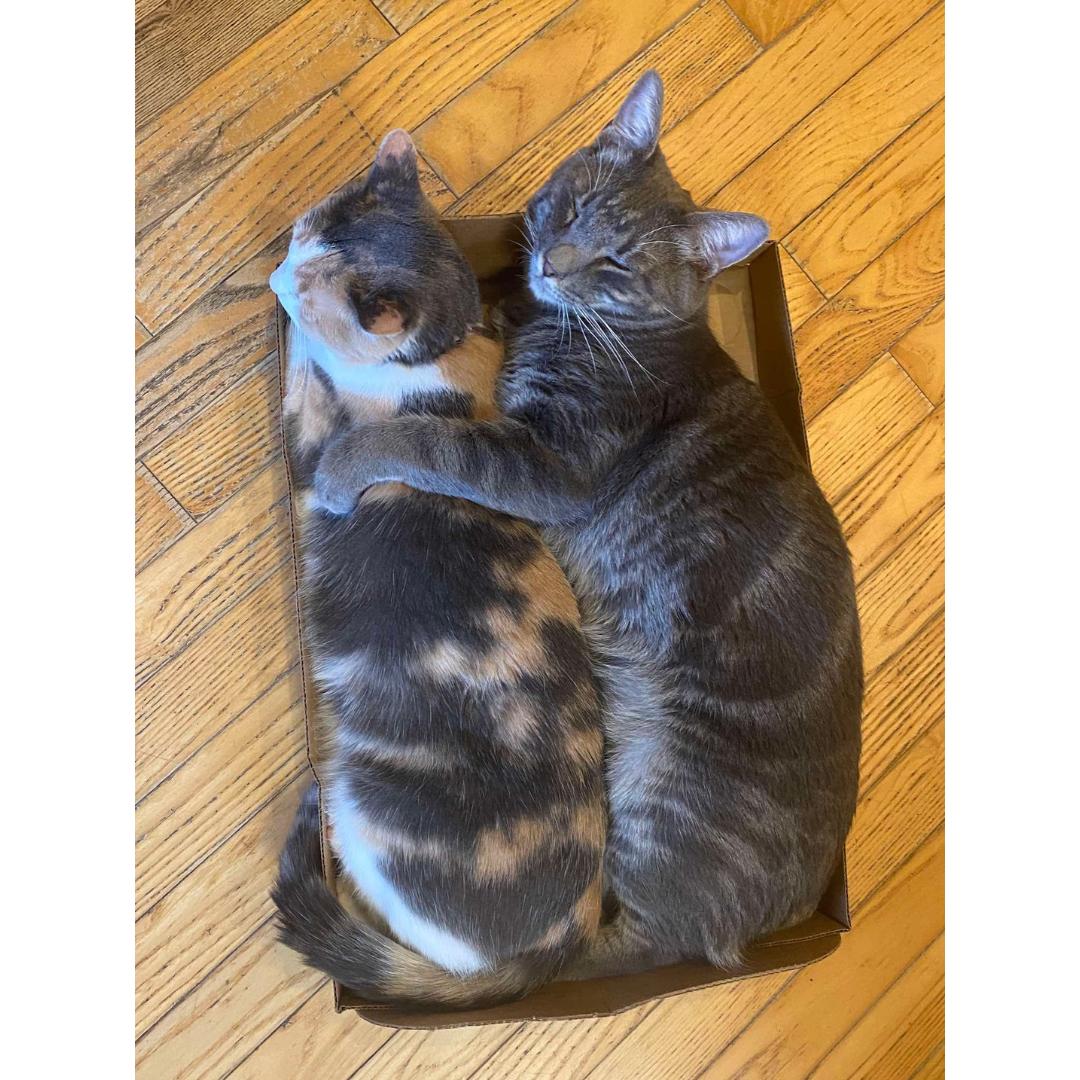 Enlarge Brady, a Adoptable mixed breed in Morgan Hill, CA image 3/6