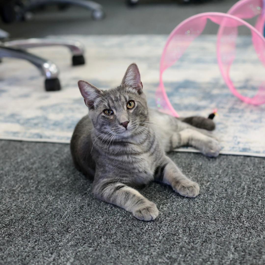 Brady, Adoptable, Kitten Male Tabby & Domestic Short Hair.