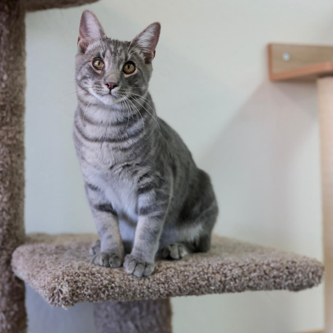 Brady, Adoptable, Kitten Male Tabby & Domestic Short Hair.