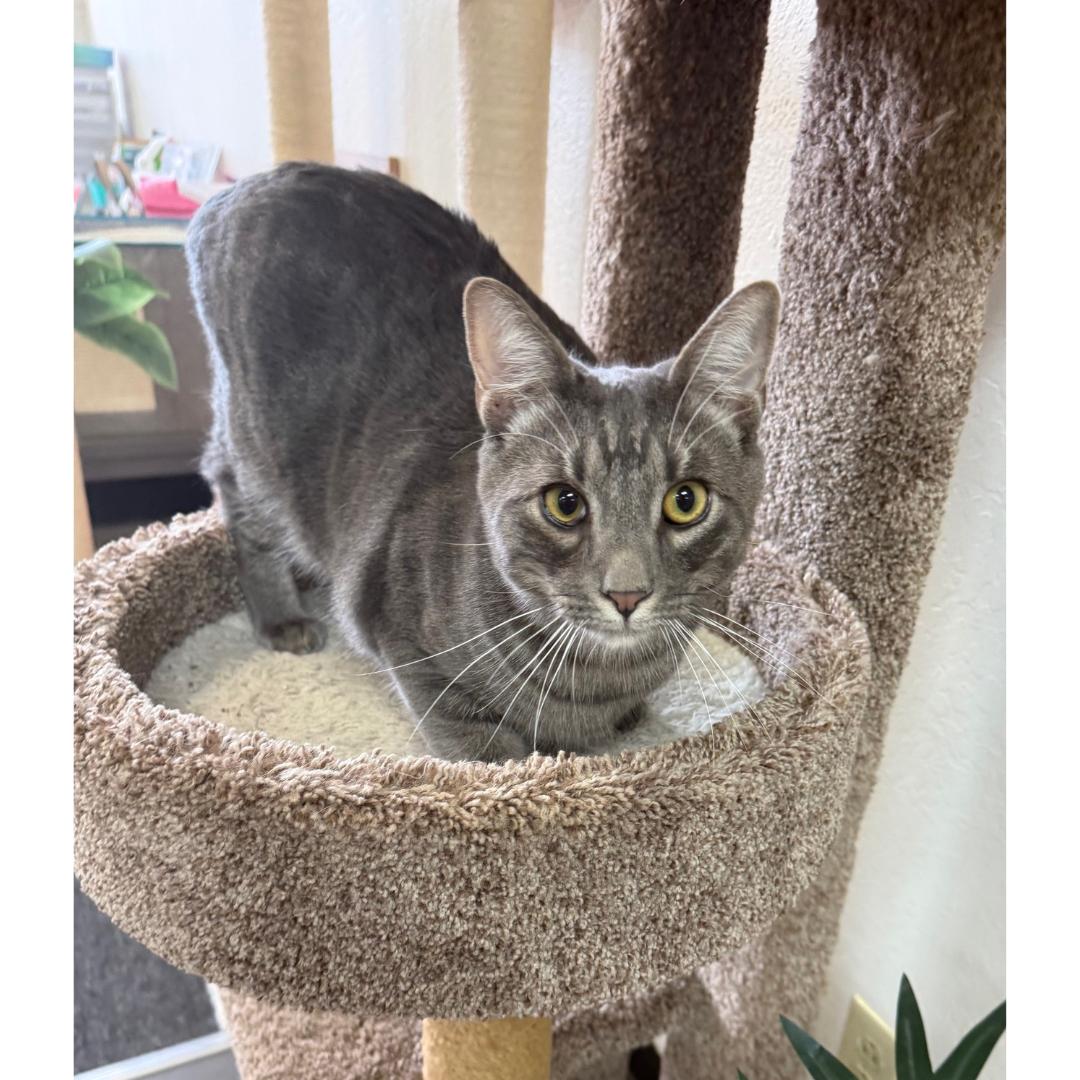 Enlarge Brady, a Adoptable mixed breed in Morgan Hill, CA image 5/6